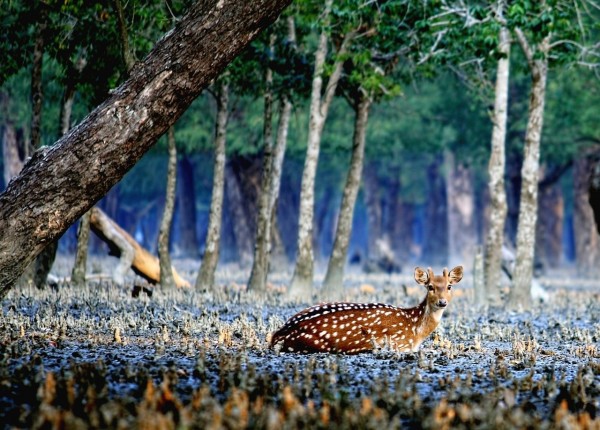 3 days Sundarbans Tour package